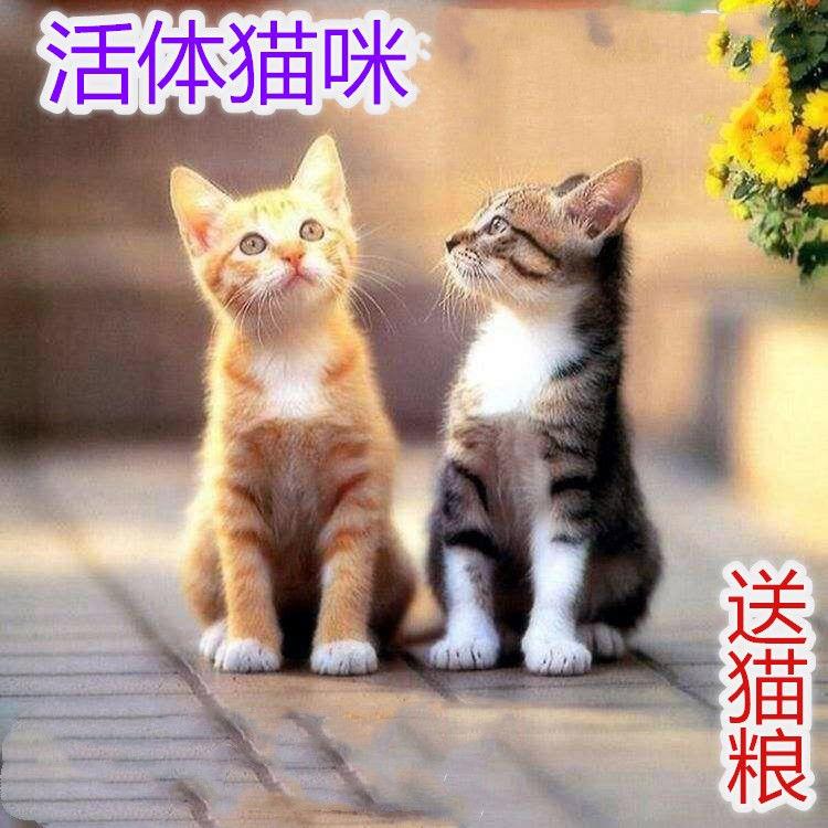 捉拿猫咪桃檐家养短毛