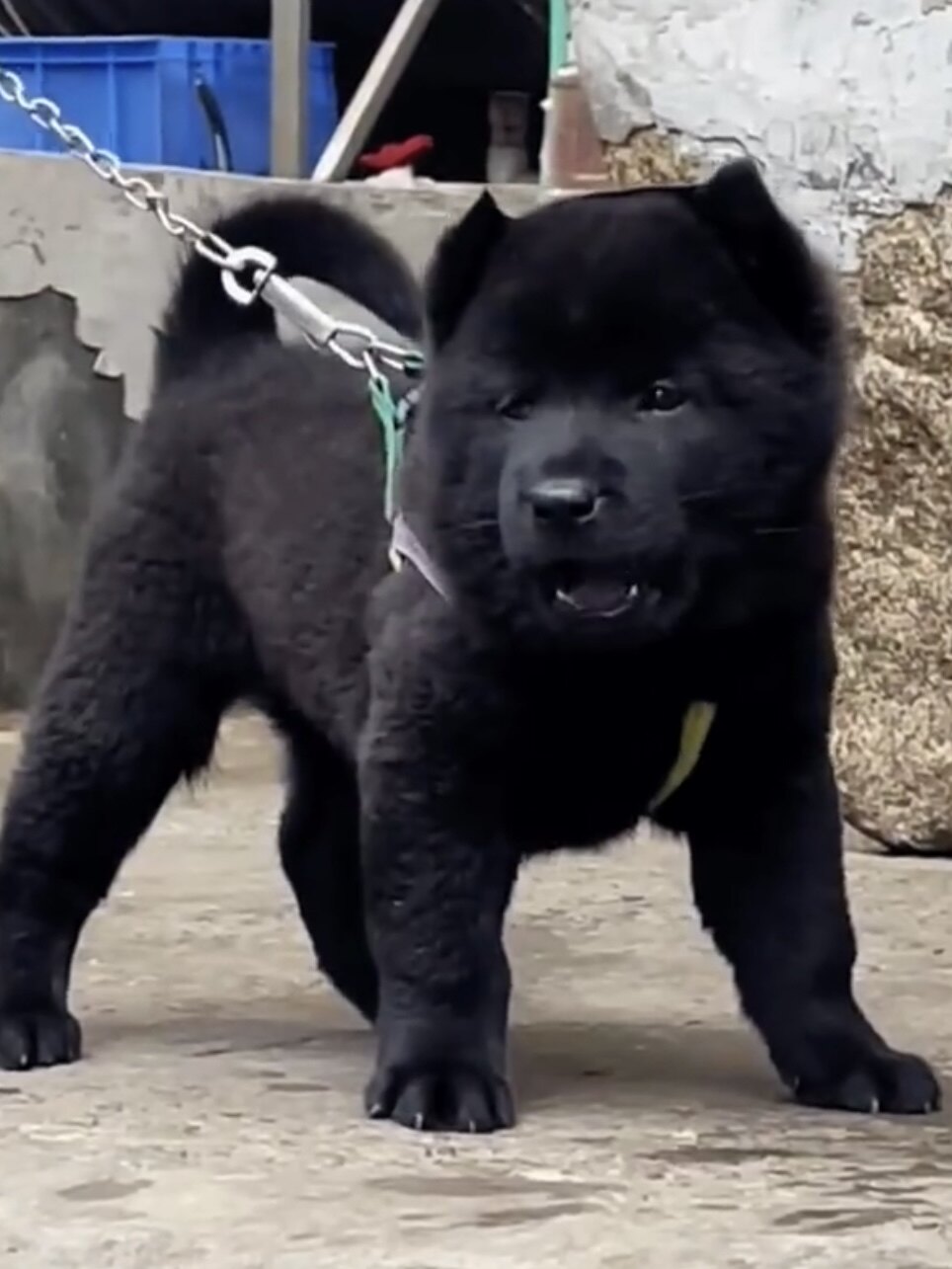 纯黑五黑犬广西土猎犬虎头看家护院看门犬狩猎犬赶山犬活物看家狗