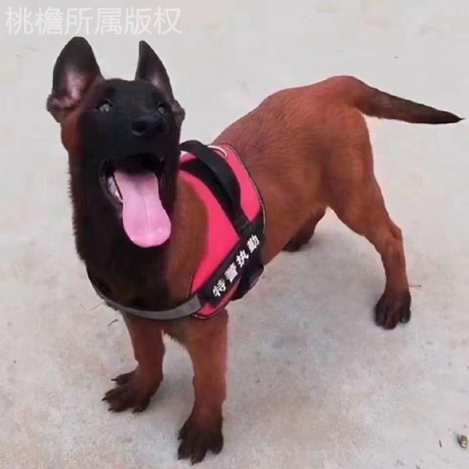 混血狗狗马犬桃檐大型犬