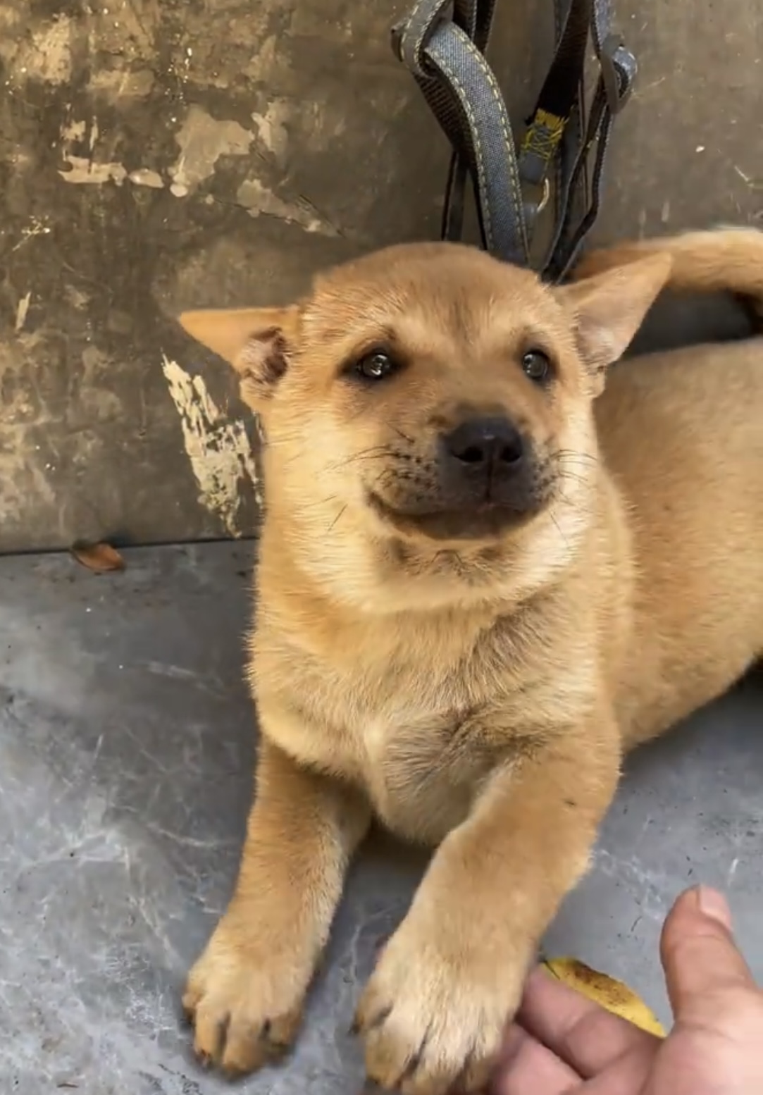 桃檐大型犬中华田园犬