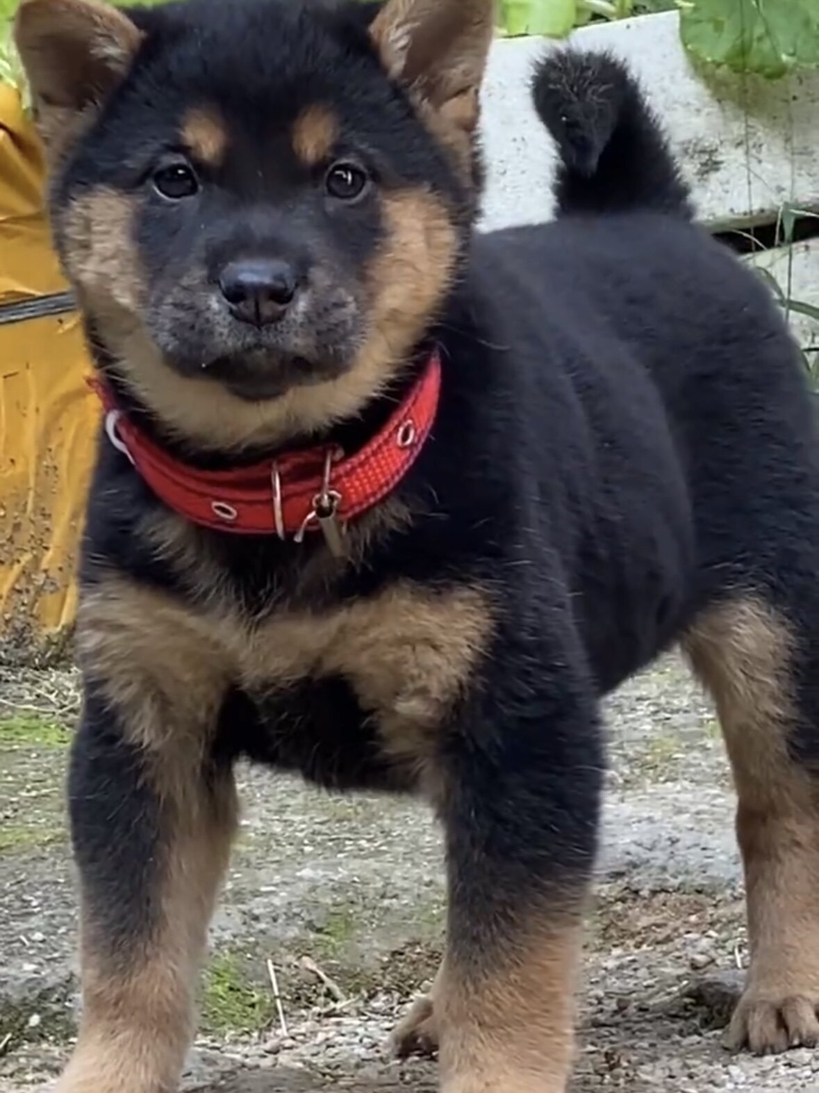 四眼铁包金幼崽小狗广西土猎犬中华田园犬正宗四眼狗活体大骨架狗