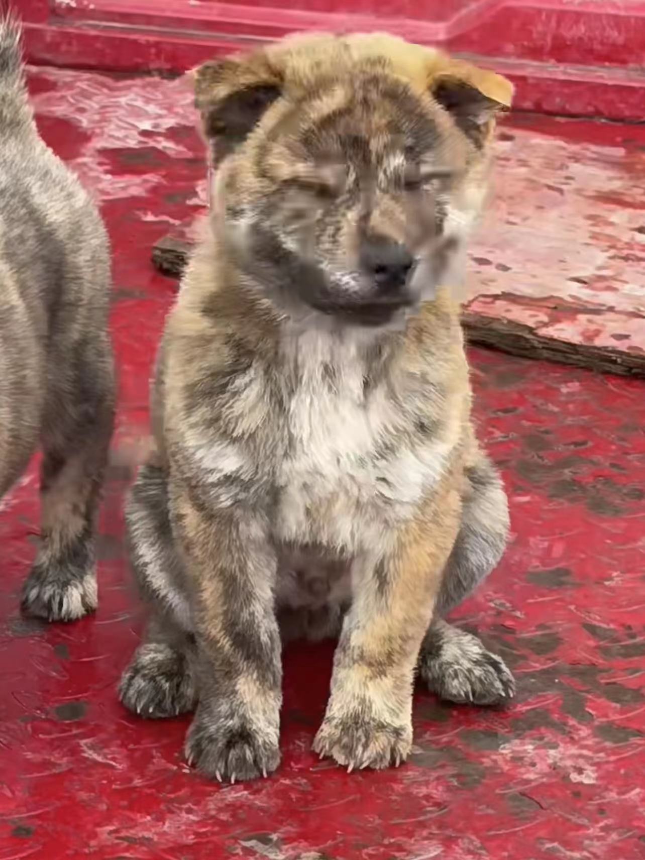 虎斑狗广西土猎犬中华田园犬赶山犬虎头看家护院混血犬活体看门狗