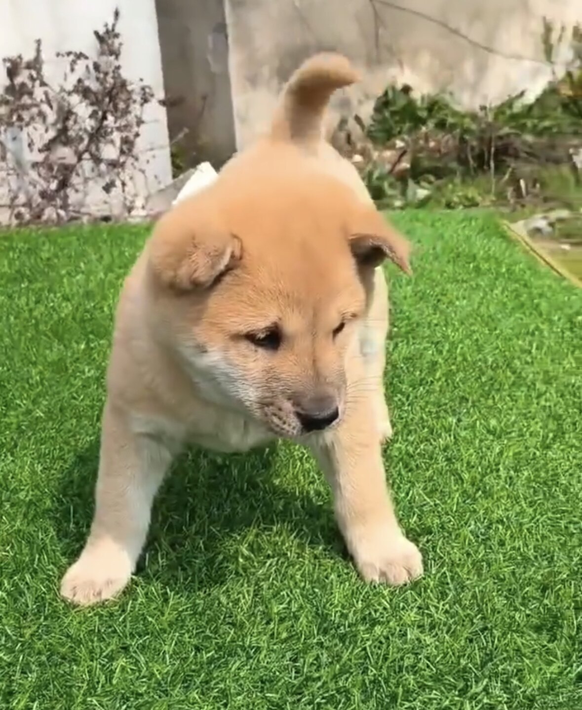 中华田园犬大型犬农村土狗黄狗家养看家大黄看家护院活体幼崽便宜