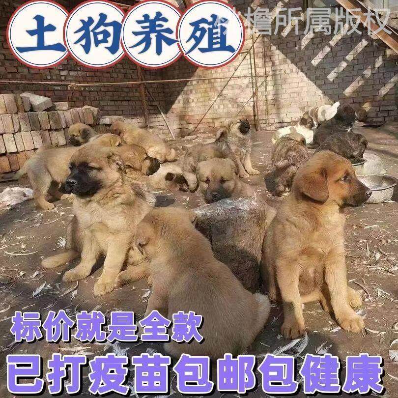 土狗中华田园犬大型犬看家护院小狗四眼铁包金黄狗农村幼崽土猎犬_虎窝淘