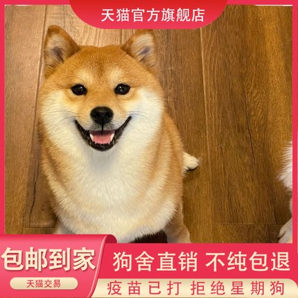 纯种柴犬幼犬正宗豆柴秋田犬黑白赤色柴犬幼崽真狗家养宠物狗包邮