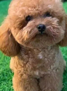 泰迪幼犬活物小体型长不大棕色精品黑色便宜幼崽狗贵宾犬家庭犬狗