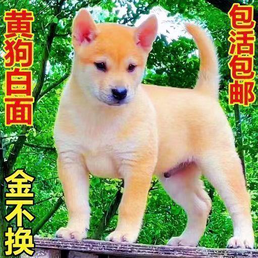 中华田园犬黄狗白面便宜小狗正宗土狗虎头活体狗五黑犬幼犬2个月 宠物/宠物食品及用品 狗狗 原图主图