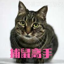 猫咪中华田园猫土猫活物青年猫狸花猫三花猫橘白猫黑猫白猫奶牛猫