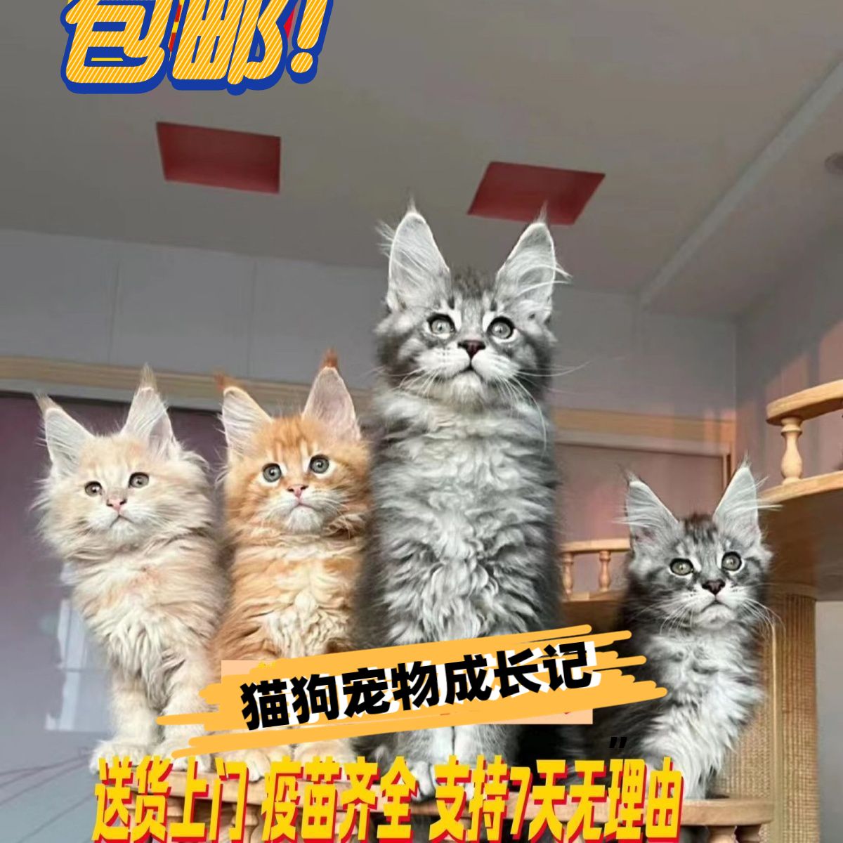 缅因猫幼俄罗斯银虎烟灰