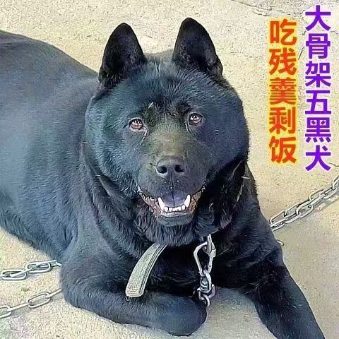 五黑犬广西土猎犬幼犬大型土猎犬赶山犬中华田园犬大黑狗混血犬
