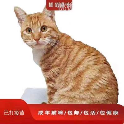 成年狸花猫咪活物抓老鼠桃檐短毛