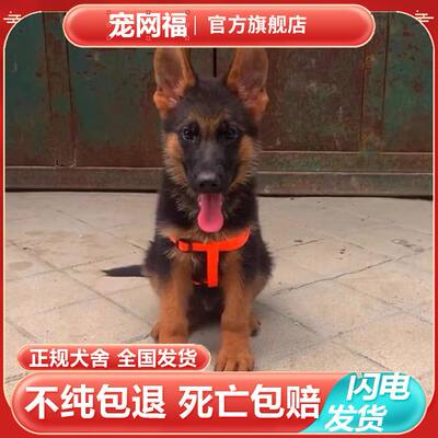 纯种德牧犬桃檐大型犬家养