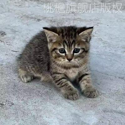 活体猫咪桃檐田园猫家养