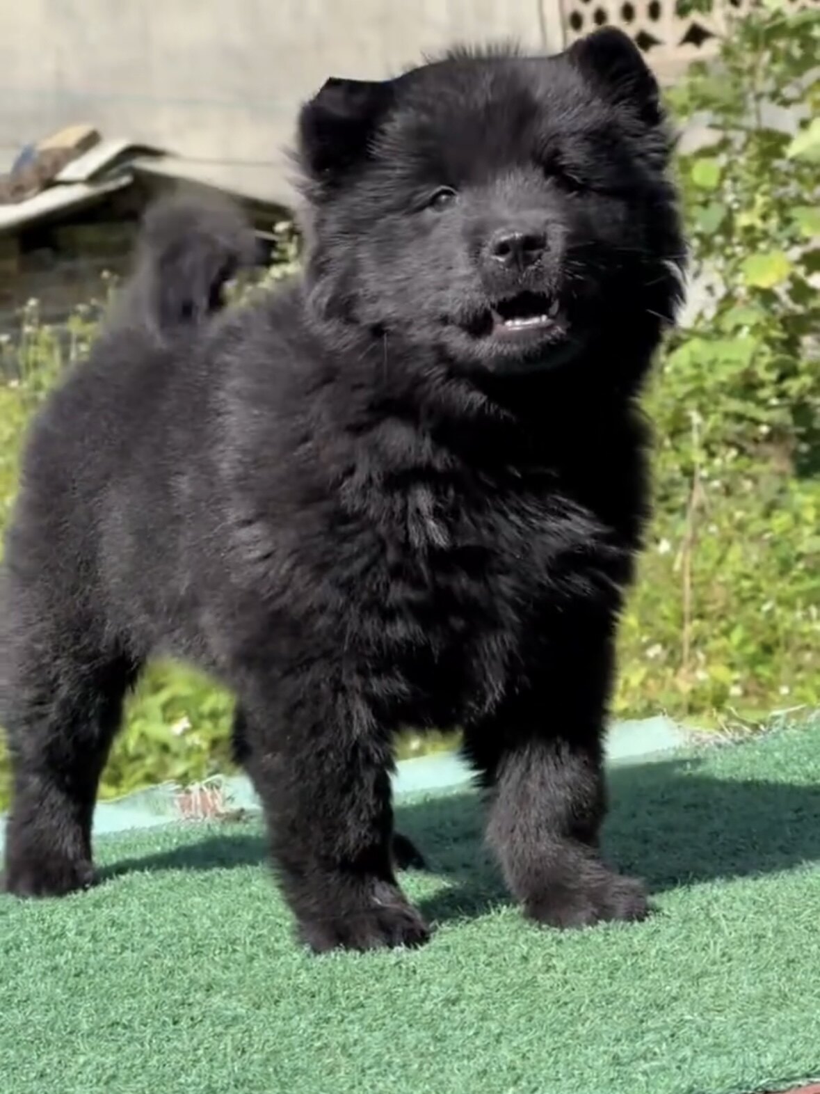五黑犬广西活体虎头土猎犬赶山狩猎犬看家护院犬小黑狗纯黑短毛狗