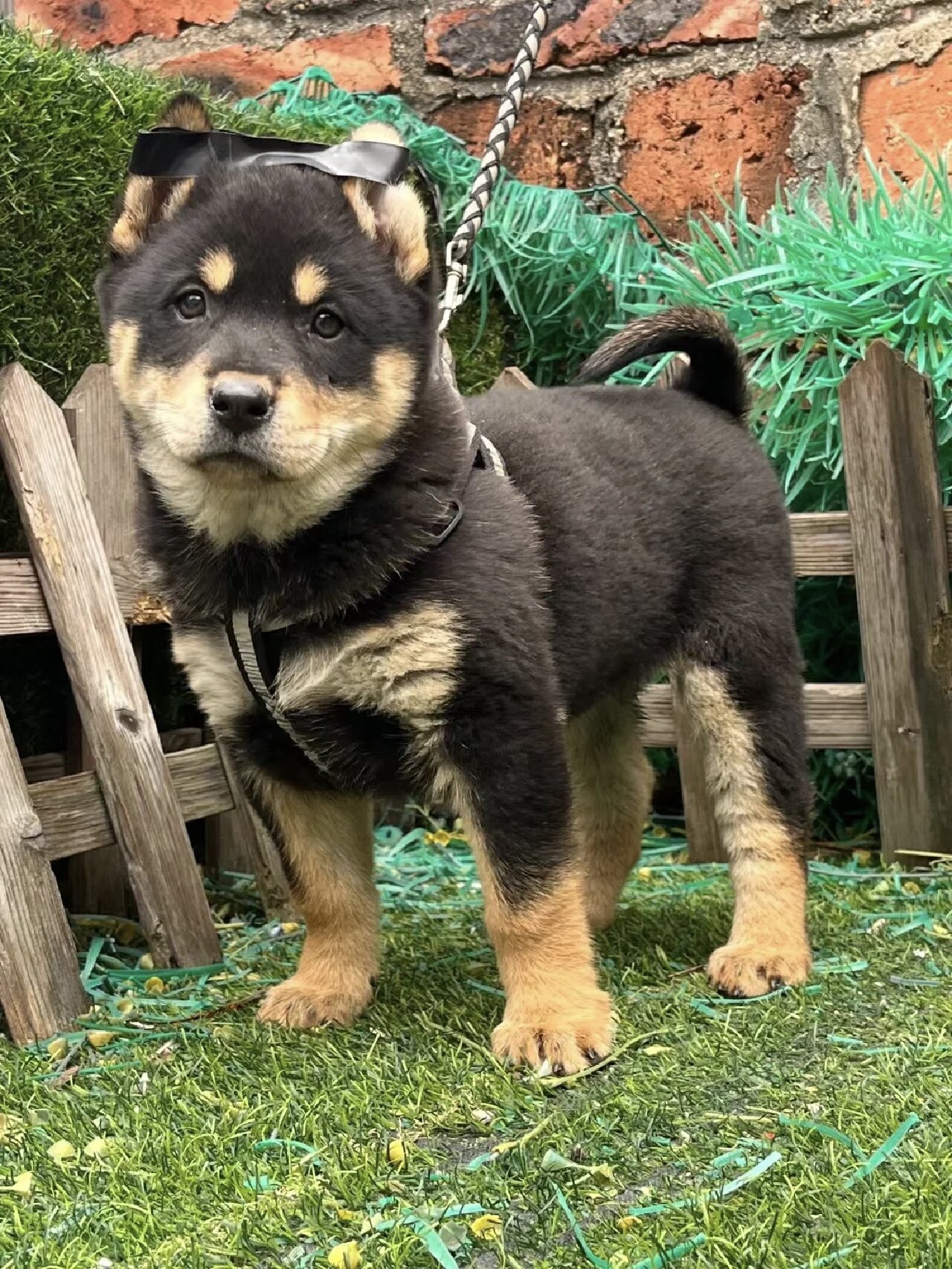 四眼铁包金中华田园犬家养土狗幼犬混血四眼狗活体看家狗看家护院