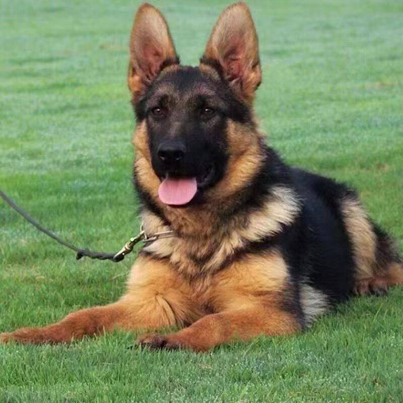 混血德牧幼犬大型犬警犬德国牧羊犬德国幼犬正宗黑背铁包金宠物狗