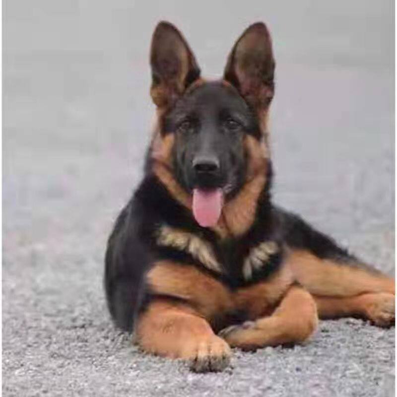 混血德国牧羊犬幼犬狗中华田园犬警犬幼崽黑背弓背德牧幼犬宠物狗