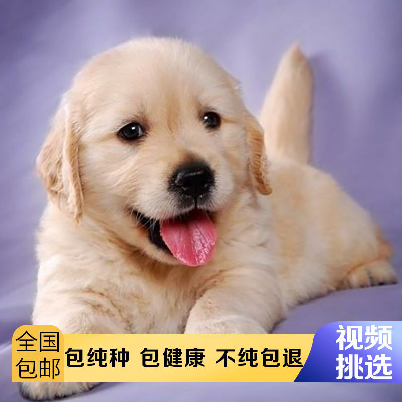 纯种金毛幼犬大骨架沙滩金双血统金毛枫叶红高智商导盲犬宠物狗狗