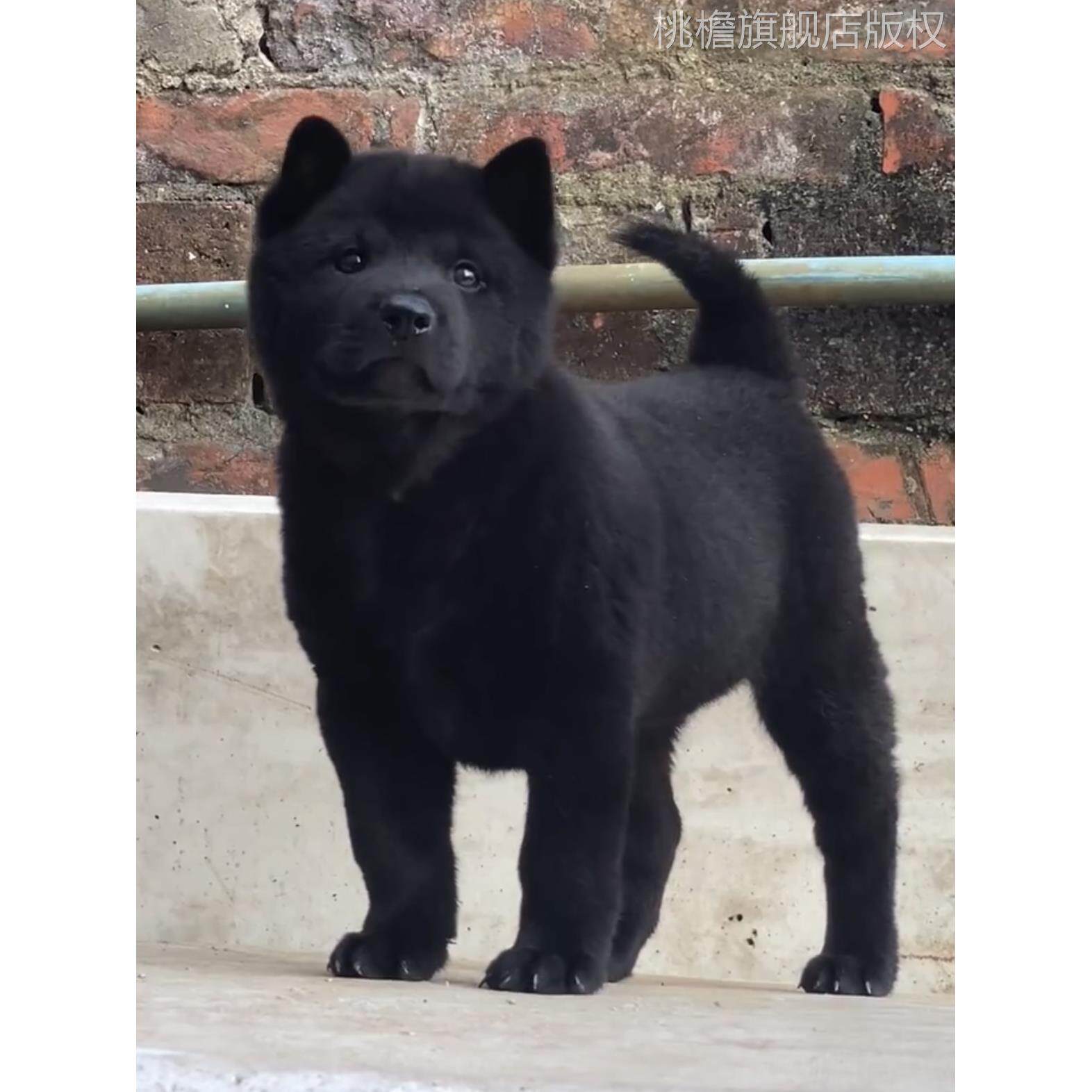 五黑犬广西土猎犬活体赶山犬狩猎犬小黑狗土狗中华田园犬狗狗家养