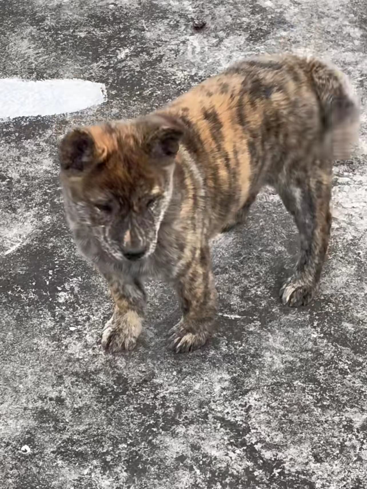 桃檐大型犬虎斑犬狗狗