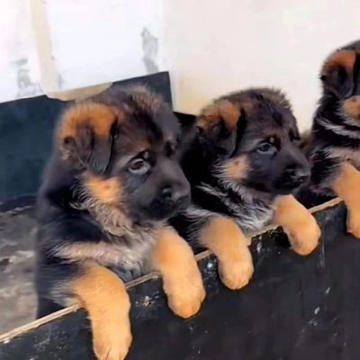 纯种德国牧羊犬幼犬小警犬看家护院护卫犬看家正品德牧犬现货幼崽