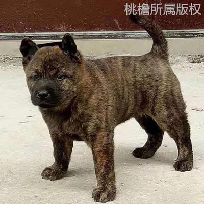 广西狗狗猎犬桃檐中型犬土狗