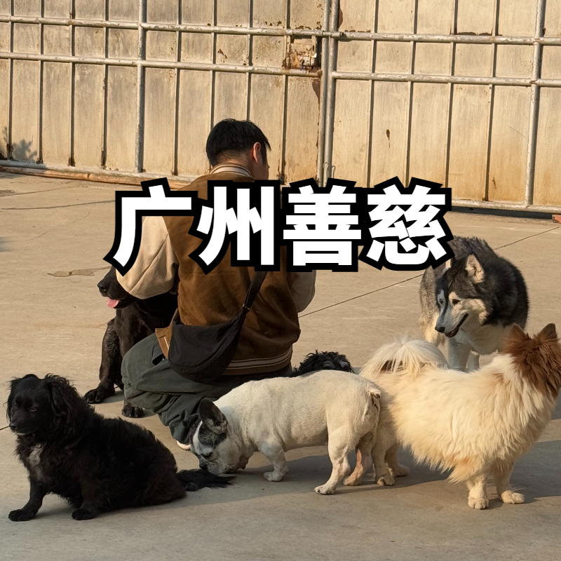 猫粮狗粮帮助直送小天地基地