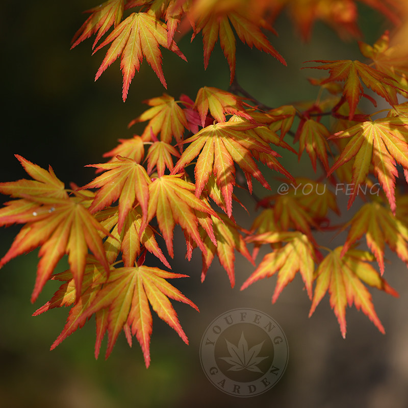 橙之梦 日本枫树观叶彩叶四季好养室外盆栽庭院地栽 有枫园艺