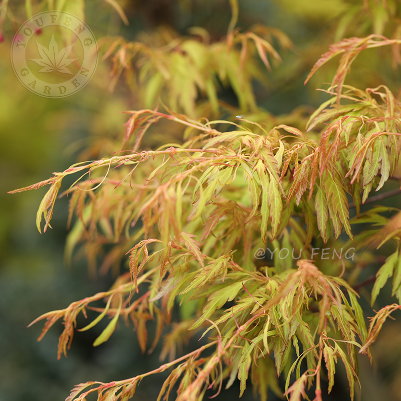 朱华羽衣有枫园艺彩叶观叶盆栽