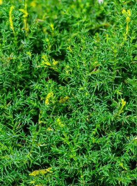 日本扁柏‘圣活泉' Chamaecyparis obtusa ‘Saffron Spray'