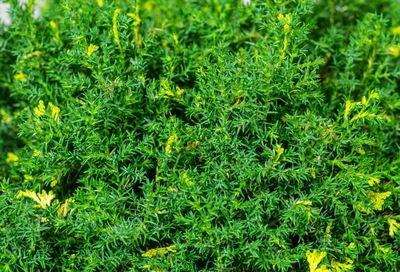 日本扁柏‘圣活泉' Chamaecyparis obtusa ‘Saffron Spray'