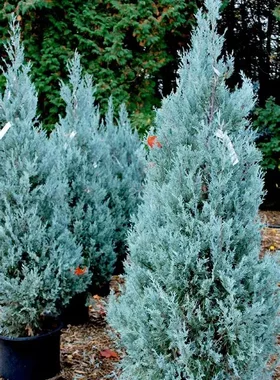 落基山圆柏‘威基托蓝'Juniperus scopulorum ‘Wichita Blue'