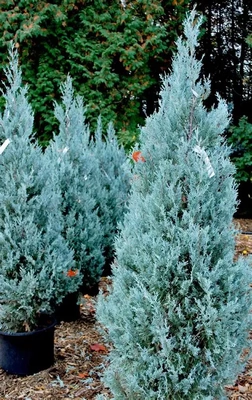 落基山圆柏‘威基托蓝'Juniperus scopulorum ‘Wichita Blue'
