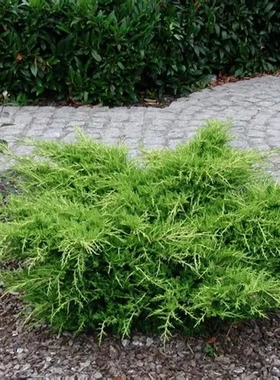 鹿角桧‘金叶'Juniperus × pfitzeriana ‘Pfitzeriana Aurea
