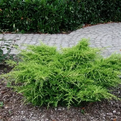 鹿角桧‘金叶'Juniperus × pfitzeriana ‘Pfitzeriana Aurea