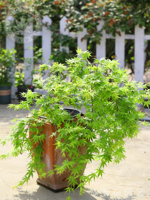 流泉有枫园艺枫树花园红枫大树