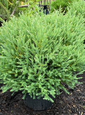 北美香柏‘保龄球先生'Thuja occidentalis ‘Mr. Bowling Ball'