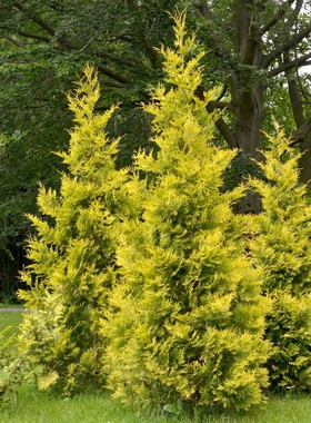 崖柏属 北美香柏‘沙兰特'Thuja occidentalis ‘Salland'