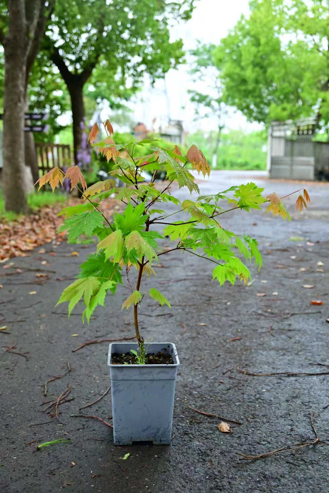 品种枫树3.5L中苗集合 南瓜千岁山枝垂黄金流泉凤凰约旦五月红