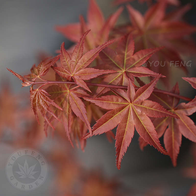 出猩猩三季红枫树盆栽大树花园