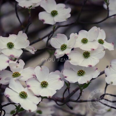 有枫园艺春花耐寒大花四照花粉花