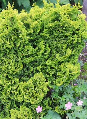 日本扁柏‘欧若拉'(极光) Chamaecyparis obtusa ‘Aurora'