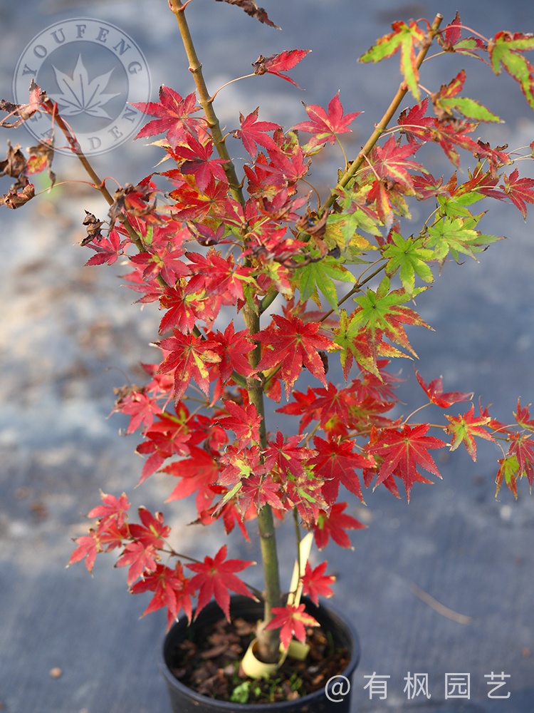 夏金春季落叶小乔木观叶彩叶树种