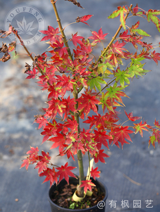 夏金 日本枫树四季好养观彩叶阳台盆栽庭院地栽 有枫园艺