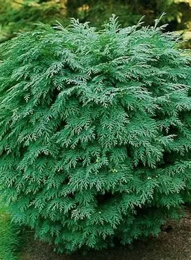 球状美国扁柏‘格楼沙'Chamaecyparis lawsoniana ‘Globosa'
