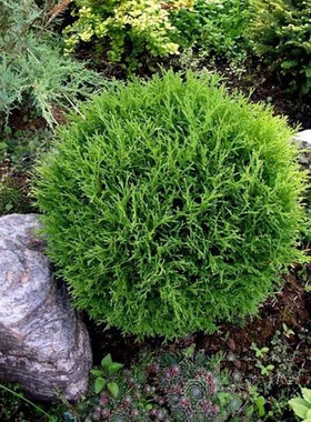 北美香柏‘小蒂姆'Thuja occidentalis ‘Tiny Tim'