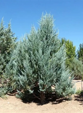 刺柏属 落基山圆柏‘月光'Juniperus scopulorum'Moonglow'