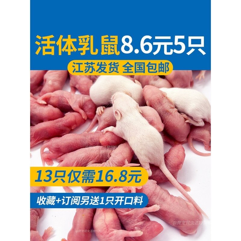 活乳鼠小白鼠宠物蛇无菌爬宠活饵饲料