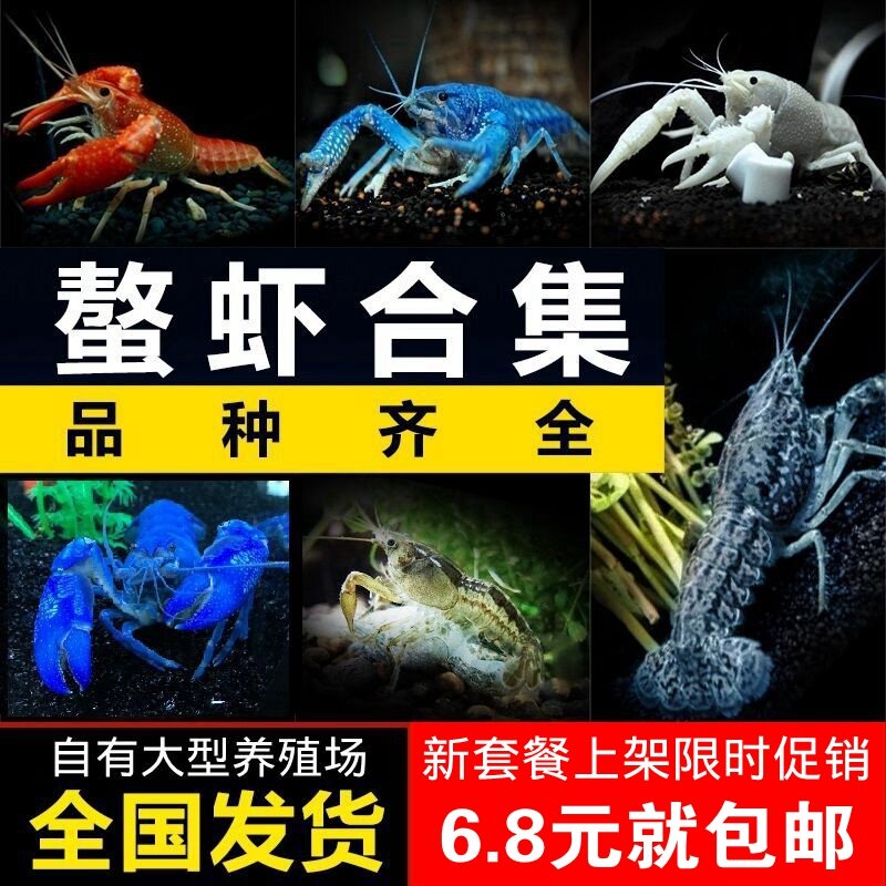鳌虾观赏虾活体宠物虾人工天空蓝虾