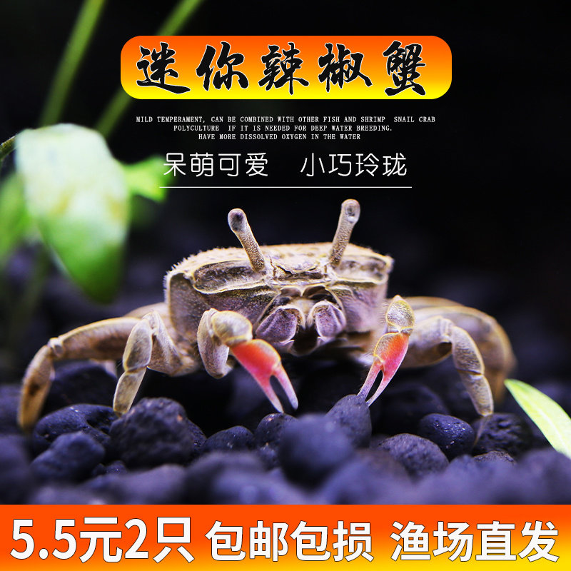 迷你蟹辣椒蟹活体宠物螃蟹观赏蟹蟹